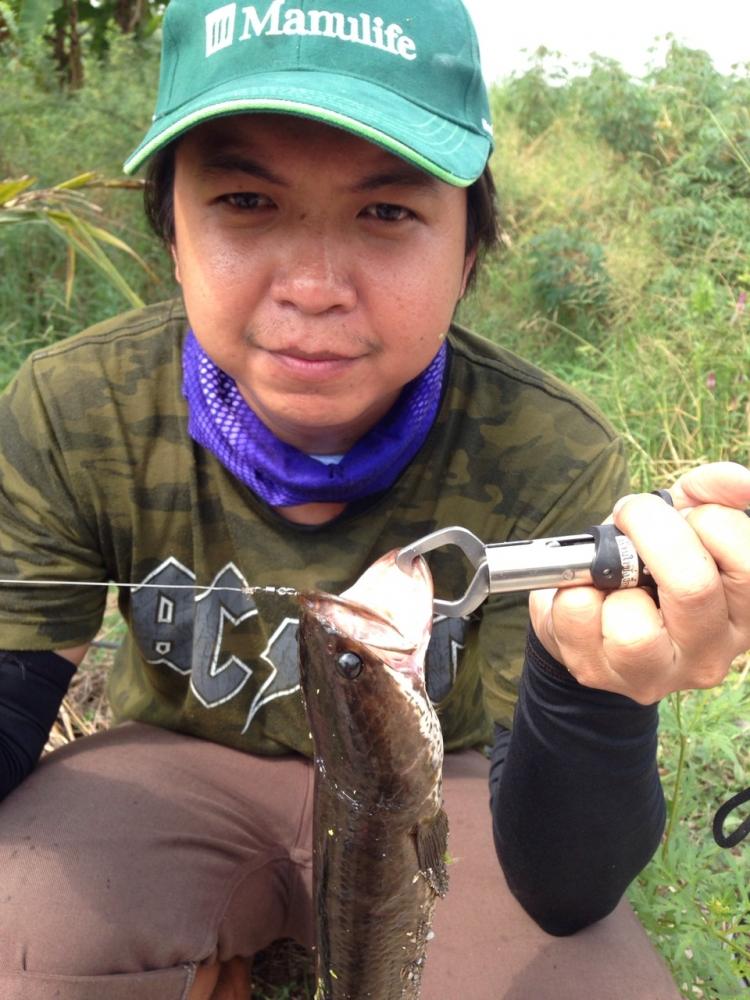 กบยางฟิวลิ่ง ค่ายฮาเฮไม่เคยทำให้ผิดหวังจิงๆ by ha hae fishinggang!