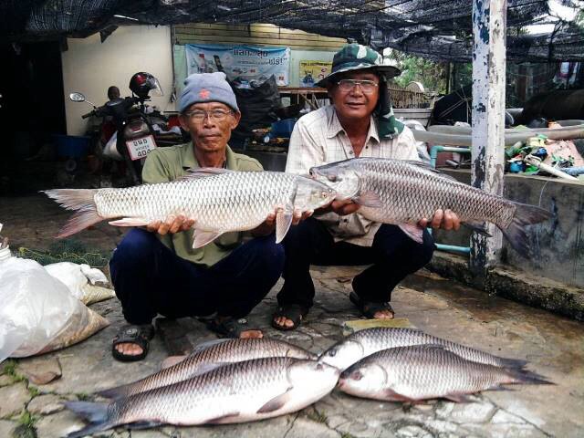 ป๋าเสม แห่งร้านลุงบุญ นครชัยศรี โชว์