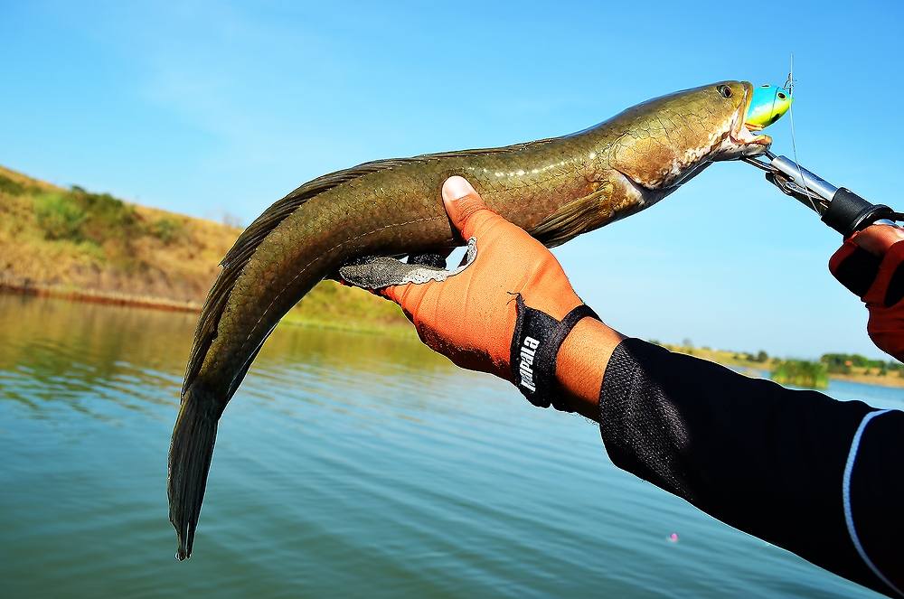 .....  ปลุกใจ ! ชะโดป่า ^^ บ่อทราย ^^ Giant SnakeHead