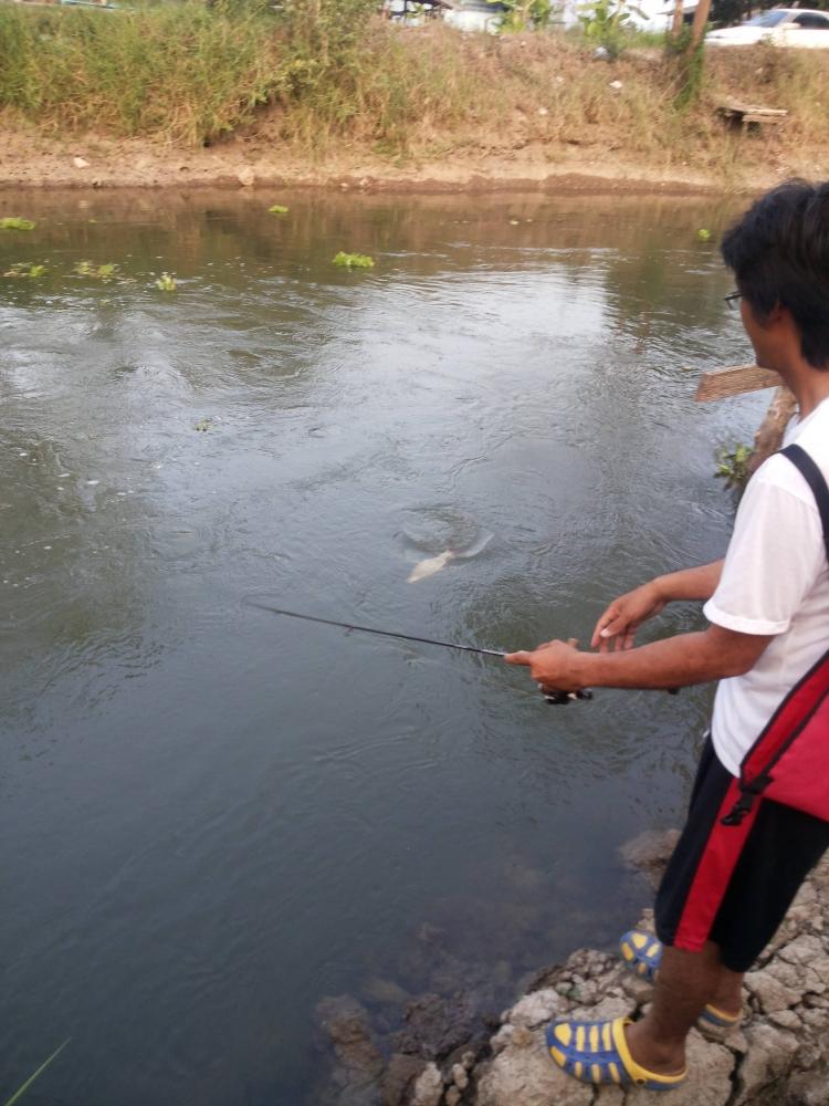 กระสูบหลงทาง