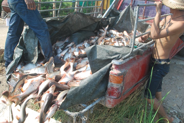 บ่อตกปลาหนุ่มบางวัว (บ่อปลารวม) ลงปลาเพิ่มแล้ว 11/03/58