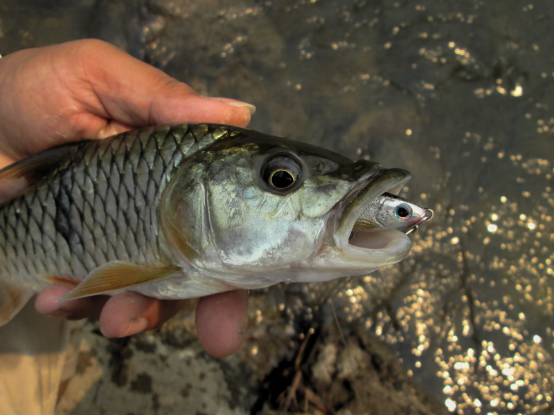 Catch and Release กระสูปน้ำไหล