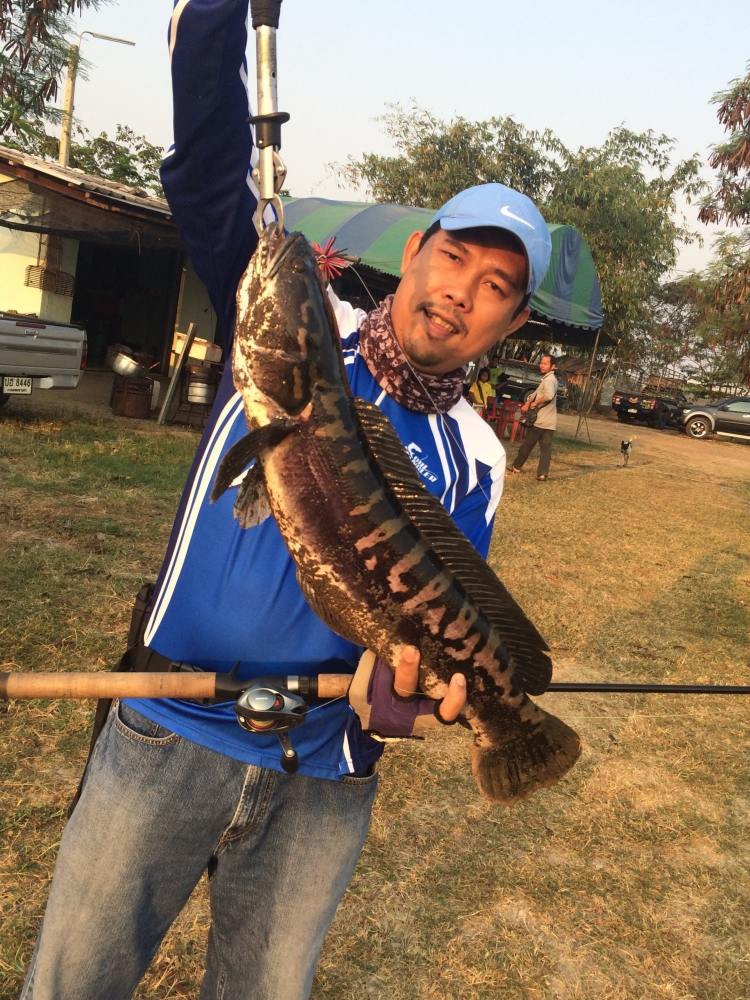 ตกปลาบ่อเฮียภูมิ กับ snakehead angler club