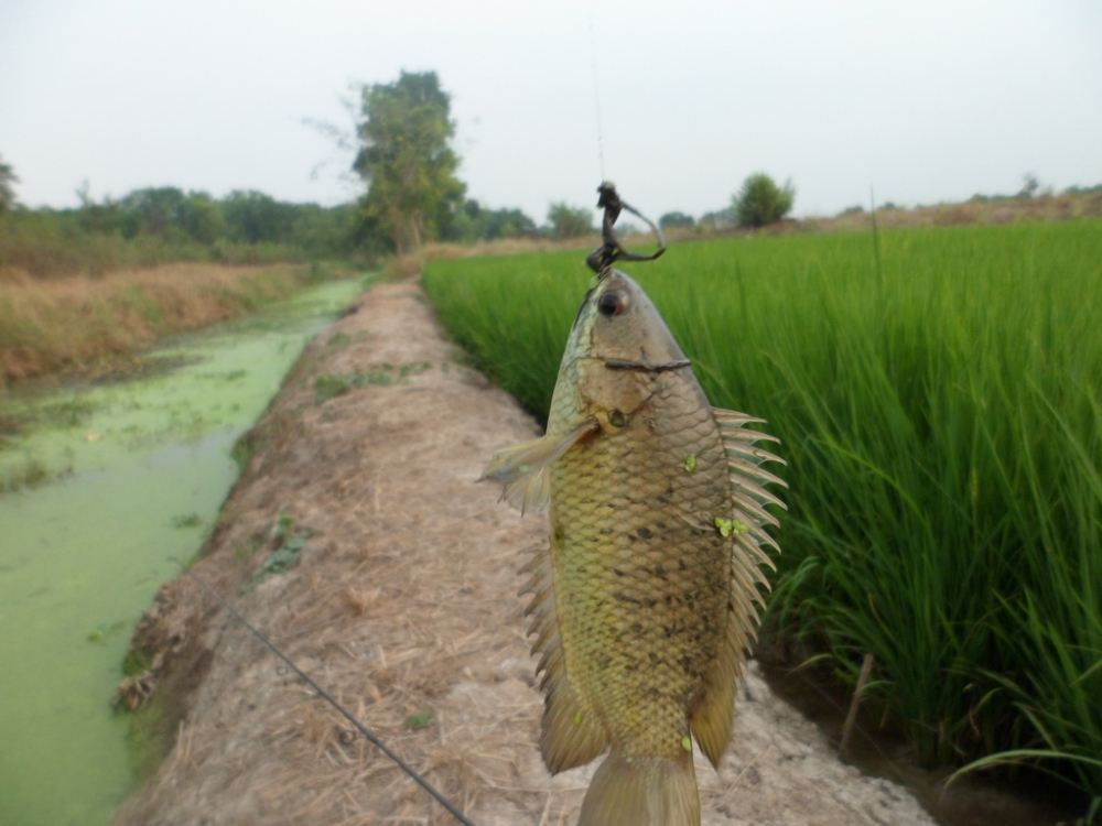 ผีบ้าหน้าดิน รวมๆ2ทริป ยี่สก+ จีน 