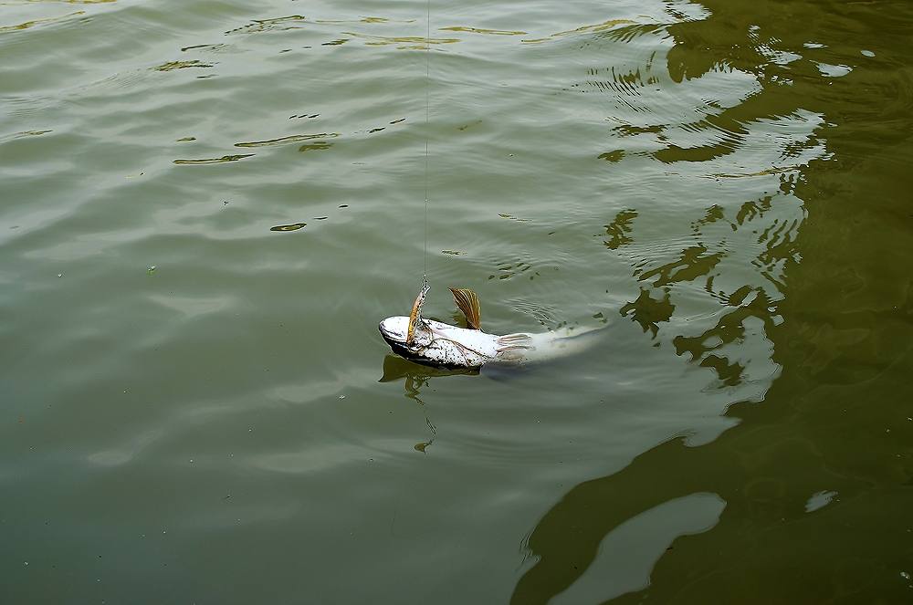 ..... ช่อนแม่น้ำ snakehead fish Chaophraya RIVER !!