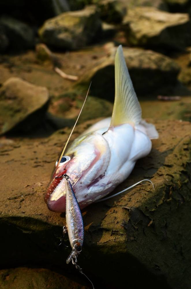 ..... เบี้ยวเจ้าพระยา TWISTED-JAW SHEATFISH Chaophraya RIVER !!