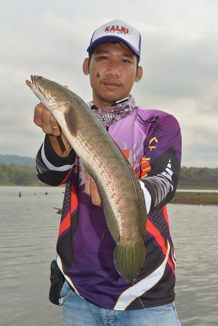 กระชับมิตร KAIJU ANGLER ช่อนเขาเเหลม 2558