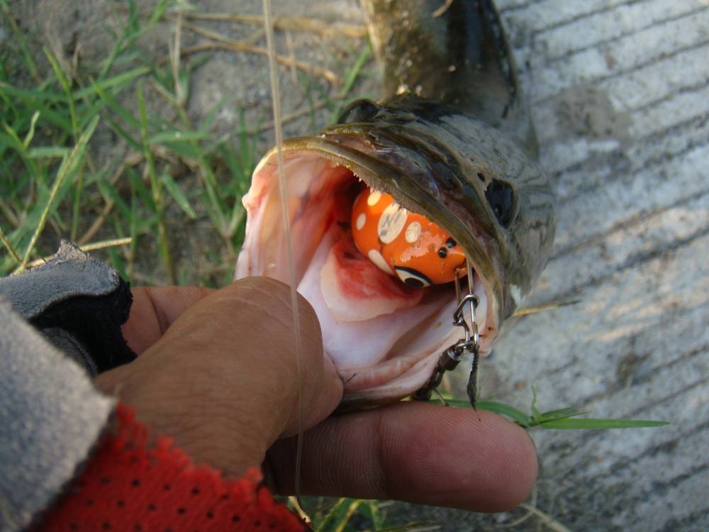 ขอบคุณสำหรับเหยื่อดีๆครับ/SnakeHead Angler Club