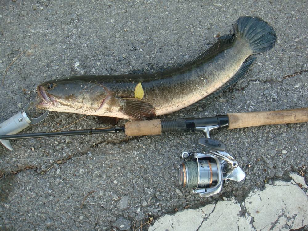 ขอบคุณสำหรับเหยื่อดีๆครับ/SnakeHead Angler Club