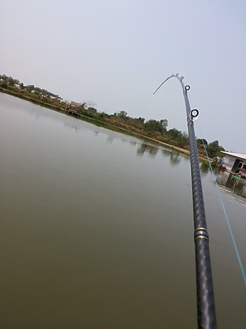 Chao prhaya giant catfish..ชื่อภาษาอังกฤษ ของ.ปลาเทพา