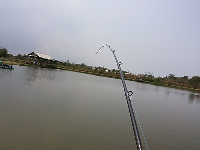 Chao prhaya giant catfish..ชื่อภาษาอังกฤษ ของ.ปลาเทพา