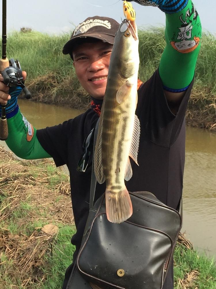 กบยาง Tiger Fish ชะโดก็กิน