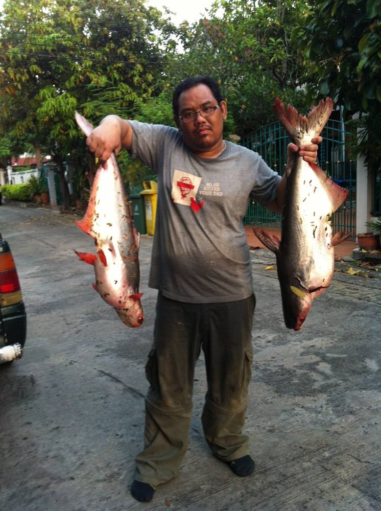 night fishing ลำลูกกา เทโพ สวายใหญ่ ( มีปลาบึกไหมน้าๆช่วยดูให้ผมทีครับ )