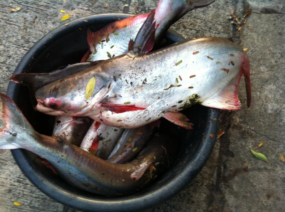 night fishing ลำลูกกา เทโพ สวายใหญ่ ( มีปลาบึกไหมน้าๆช่วยดูให้ผมทีครับ )