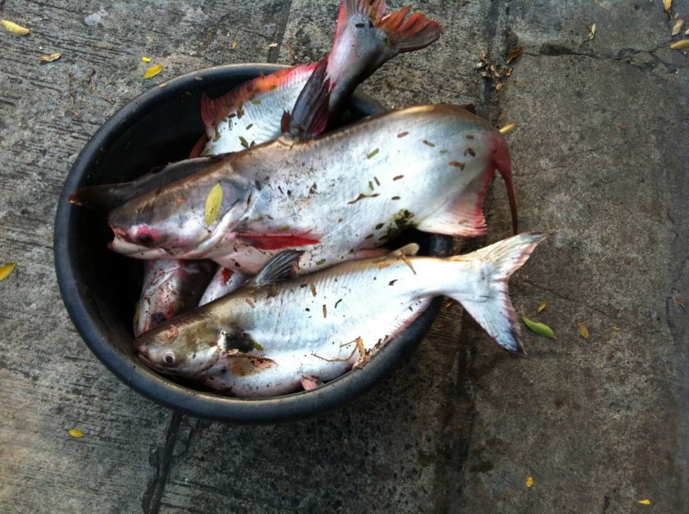 night fishing ลำลูกกา เทโพ สวายใหญ่ ( มีปลาบึกไหมน้าๆช่วยดูให้ผมทีครับ )