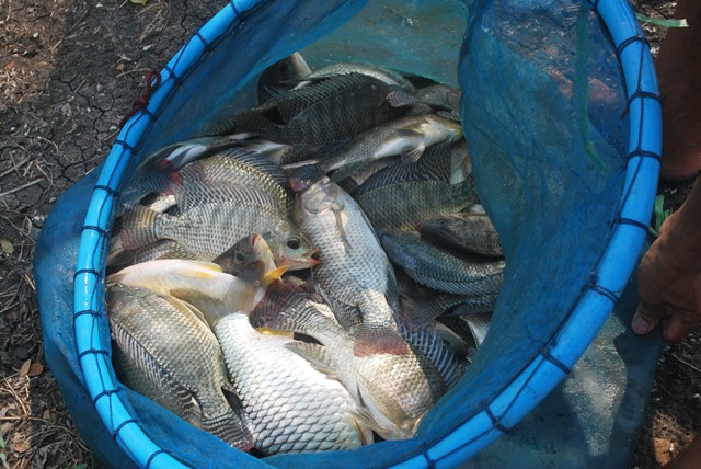 ลงปลาเพิ่ม บ่อตกปลาลุงตี๋บางวัว(บ่อปลารวม) 18และ 29 เมษา