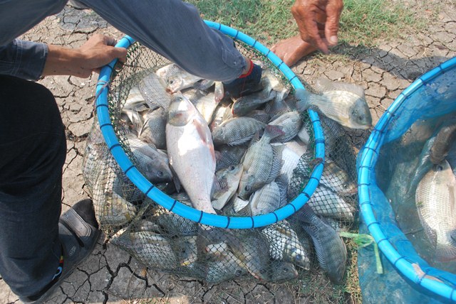 ลงปลาเพิ่ม บ่อตกปลาลุงตี๋บางวัว(บ่อปลารวม) 18และ 29 เมษา