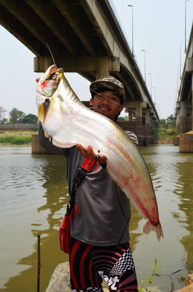 ..... กระสูบแม่น้ำ Hampala Chaophraya RIVER !!