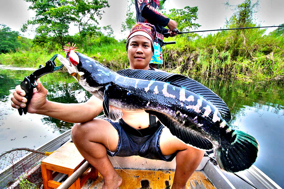 ชะโดต้องแม่ประจันต์เพชรบุรี