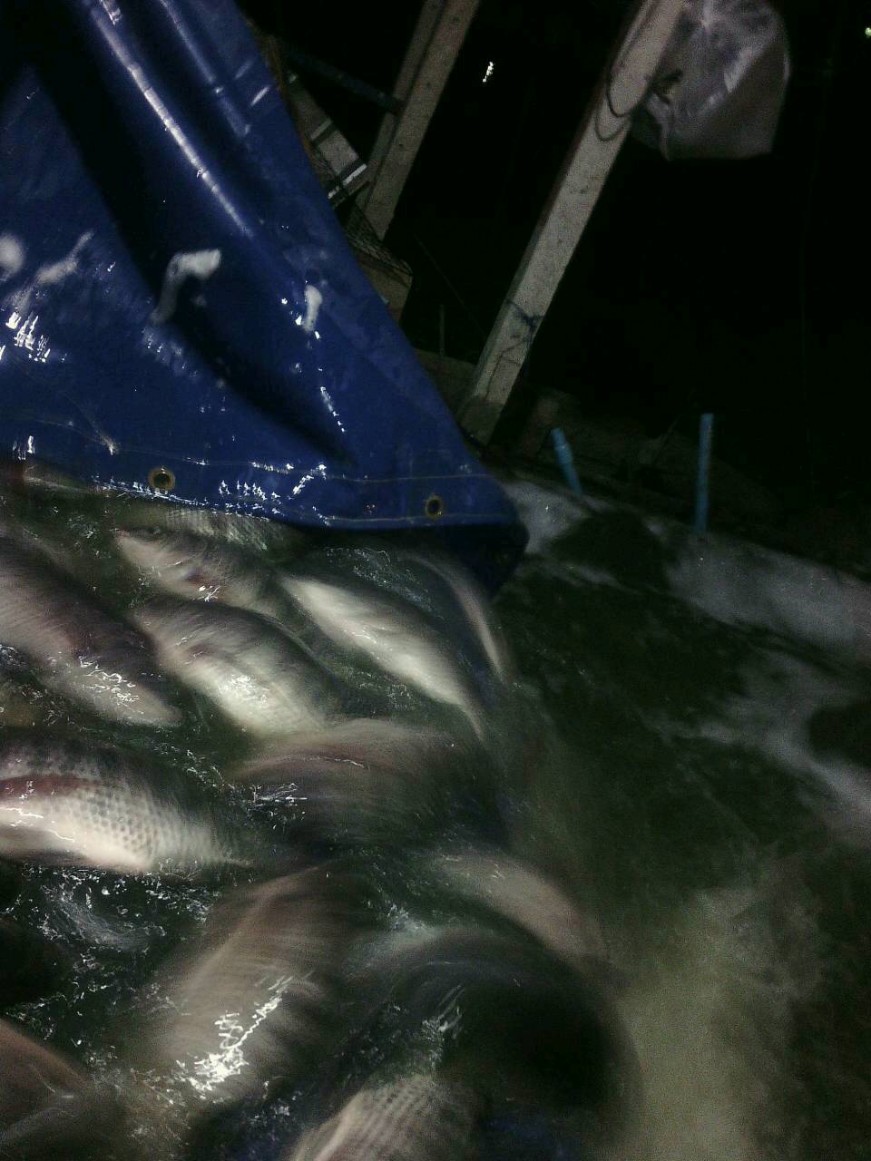 บ่อตกปลา CPKฟิชซิ่ง ลงปลานิลเพิ่มแล้ว ขนาด0.8-1.2โล จำนวน800โล