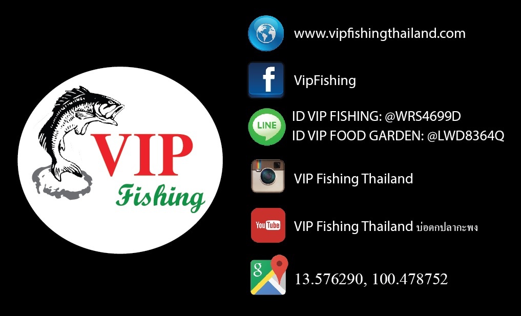 VIP จัดปลากะพงแว้นๆ เอาให้แน่น 800 ตัวไปเลย