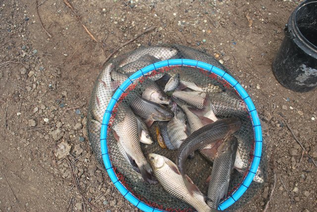 บ่อตกปลาหนุ่มบางวัว (บ่อปลารวม) ลงปลาเพิ่มแล้ว 06/07/58