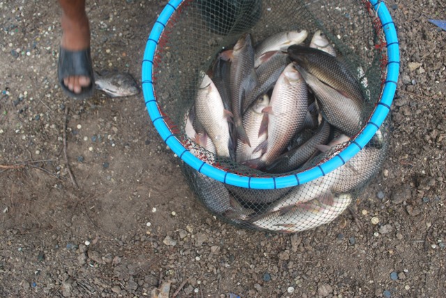 บ่อตกปลาหนุ่มบางวัว (บ่อปลารวม) ลงปลาเพิ่มแล้ว 06/07/58