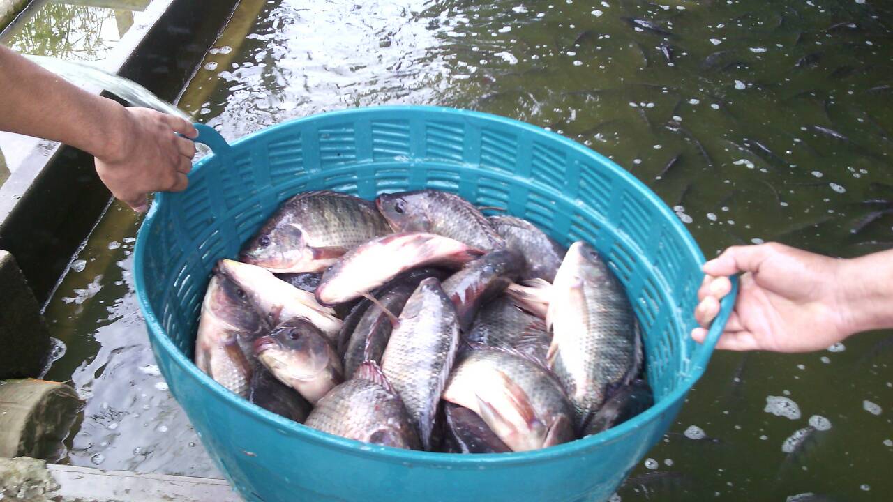บ่อตกปลา CPK Fishing ลงปลานิลใหม่ ไซส์ 7 ขีด - 1 โล จำนวน 900 กว่าโล