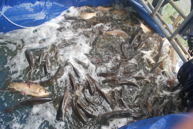 บ่อตกปลาหนุ่มบางวัว(บ่อปลารวม)ลงปลาเพิ่ม 23-08-58