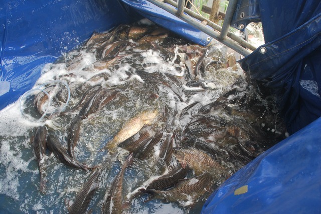 บ่อตกปลาหนุ่มบางวัว(บ่อปลารวม)ลงปลาเพิ่ม 23-08-58