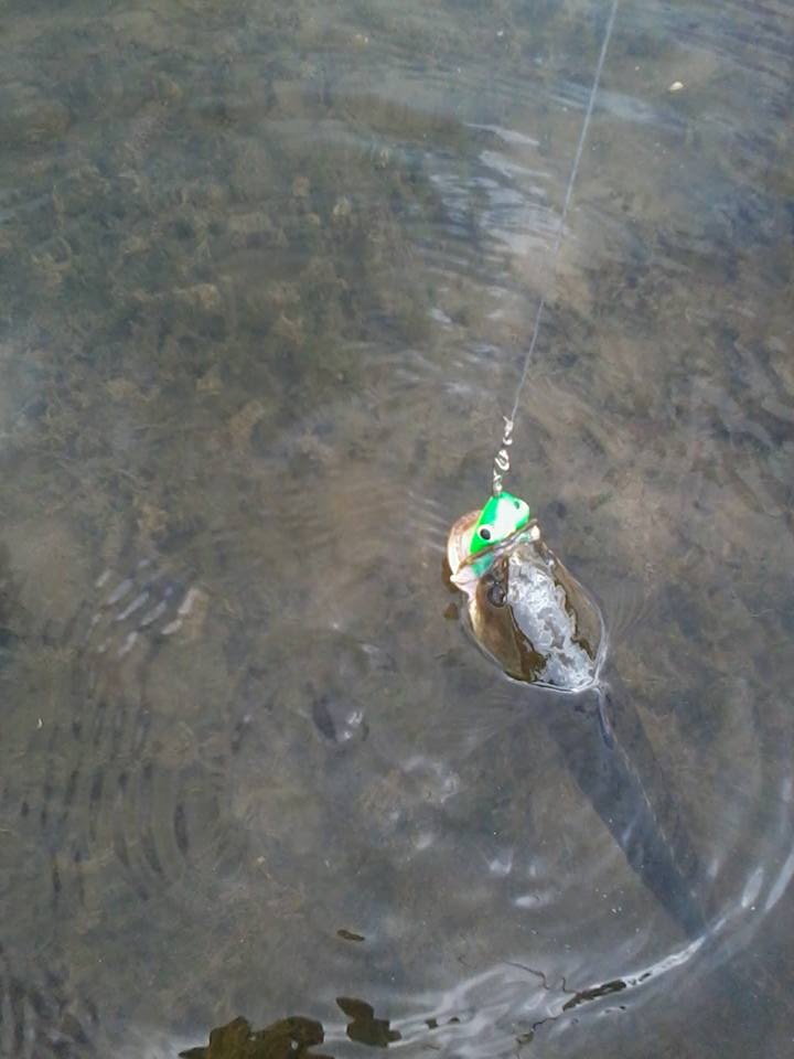 ปลาผิดคิว..หลงกัด Mighty frog zaa
