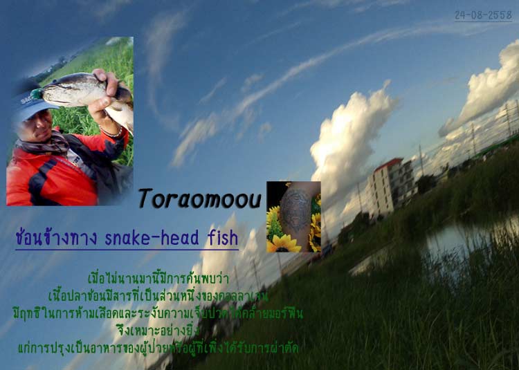 ช่อนมีสาร..!! snake-head fish  