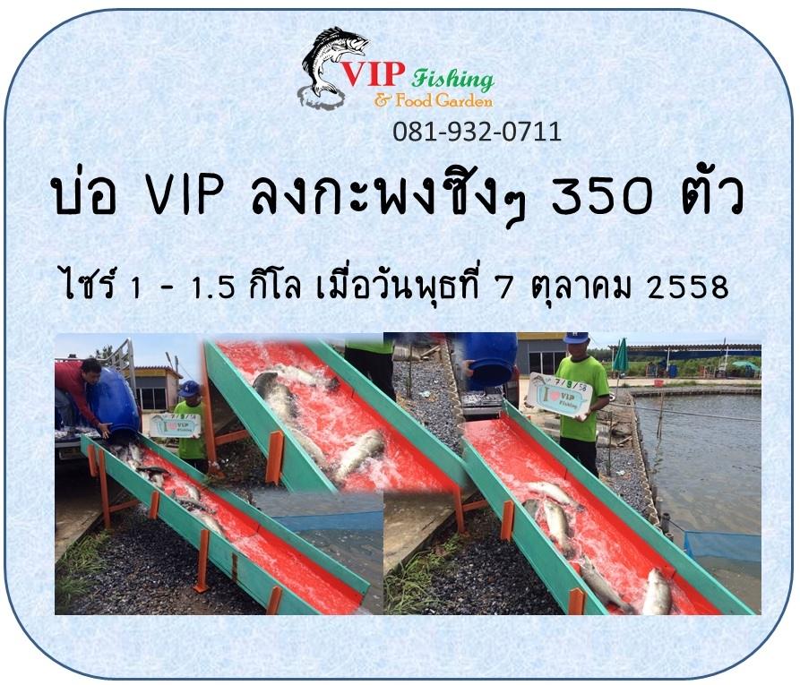 ลงปลาไซร์สวย 350 ตัว@VIP FISHING 
