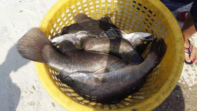 บ่อดูนกตกปลา อ่างศิลาลงปลา 1.5 กก ขึ้น อีก 155 กก 15 ตุลาคม