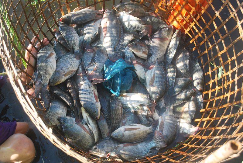 บ่อตกปลาหนุ่มบางวัว(บ่อปลารวม) ลงปลาวันที่ 1 ธันวา 58 ยี่สก นิล