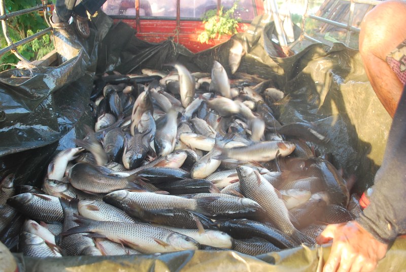 บ่อตกปลาหนุ่มบางวัว(บ่อปลารวม) ลงปลาวันที่ 1 ธันวา 58 ยี่สก นิล