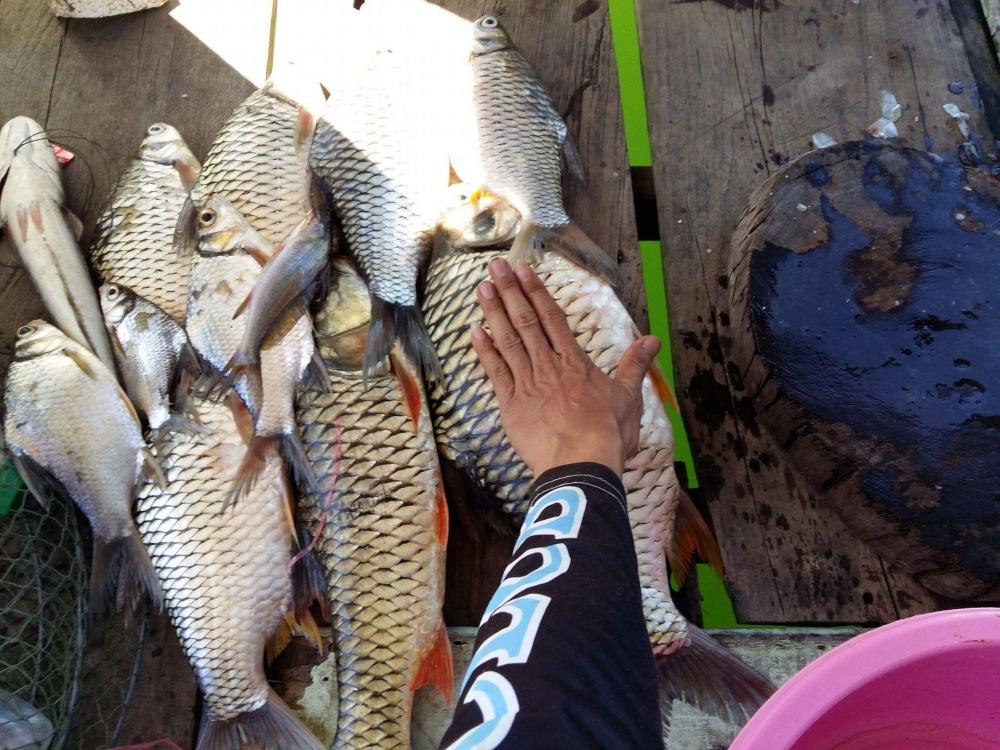 ตกปลา แพปลายน้ำ ณ.เขื่อนเขาแหลม จ.กาญจนบุรี 30-31มค.2559