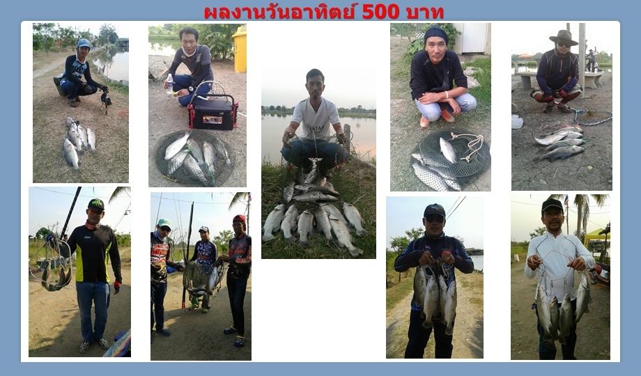 บ่อกะพงบุฟเฟต์ บึงเตยหนองจอก ลงปลาแล้ว 150 โล....