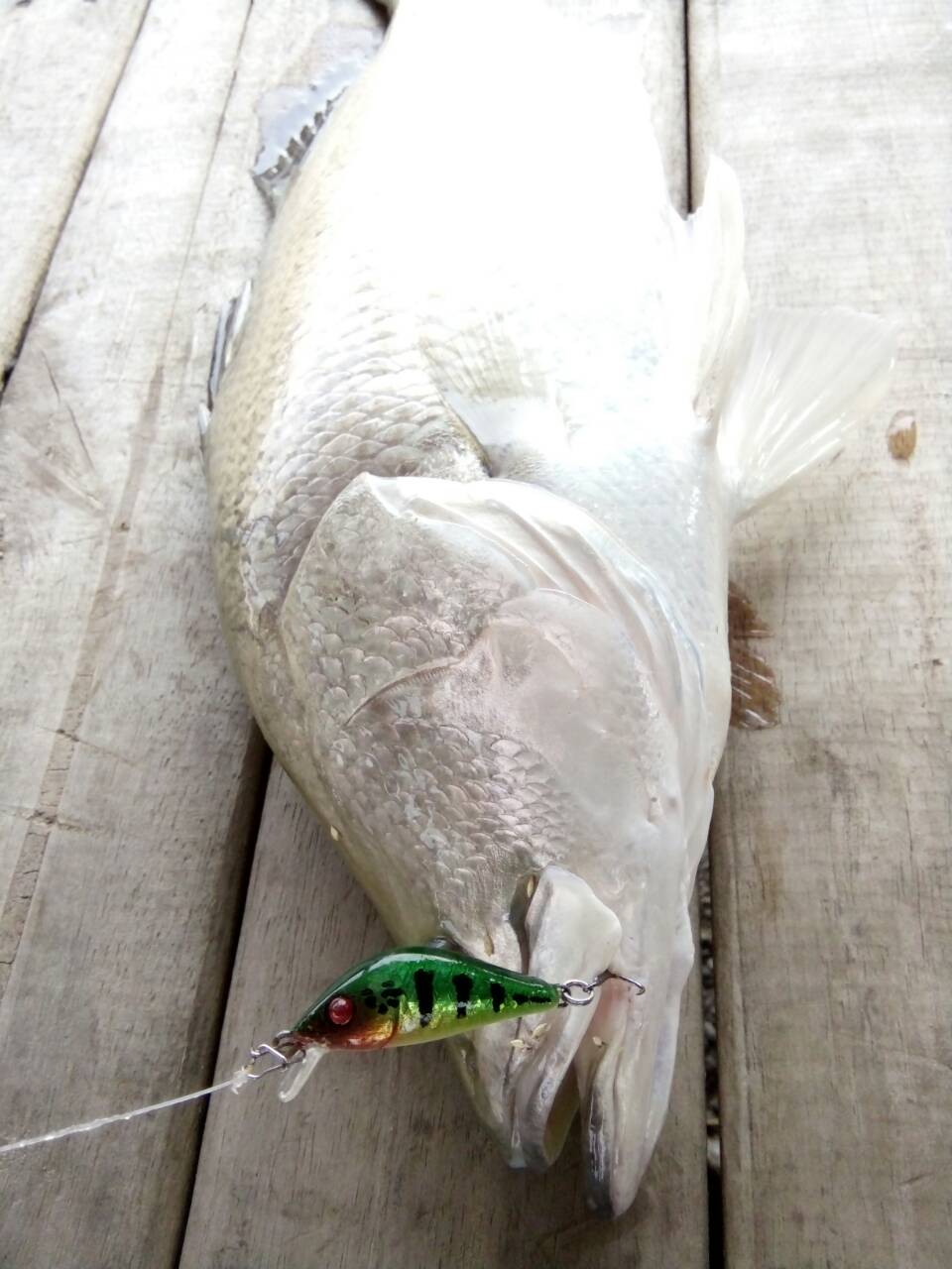 3.5cm 2.5 G Slowsink Peacock bass & custom colors (jewelry eyes)