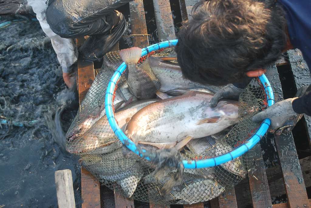 บ่อตกปลาหนุ่มบางวัว(บ่อปลารวม)ลงปลาวันจันทร์ที่ 7 มี.น 59 