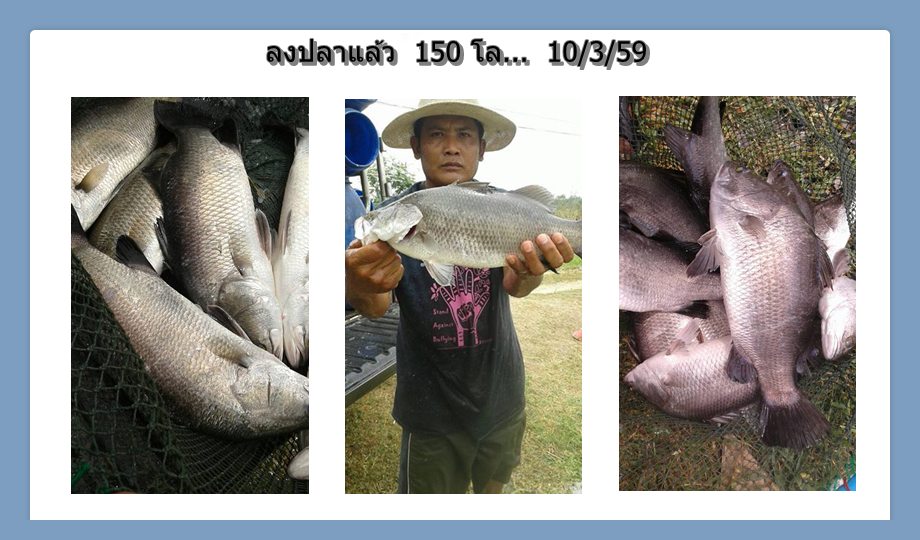 บ่อกะพงบุฟเฟต์ บึงเตยหนองจอก ลงปลาแล้ว 150 โล....