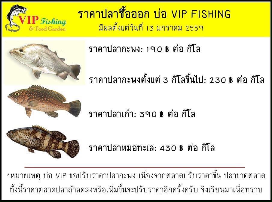 เปิดแล้วบ่อบุฟเฟ่ปลาเก๋า หมอ ที่บ่อ VIP วันแรกเสาร์ที่ 26 มีนาคมนี้