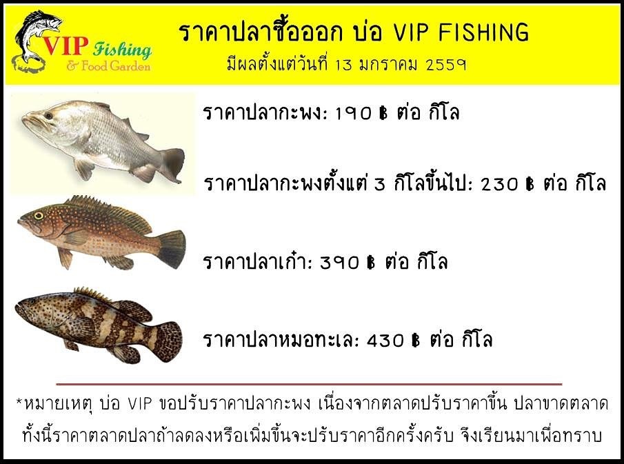 บ่อตกปล่อย VIP ลงกะพงอีก 500 ตัว