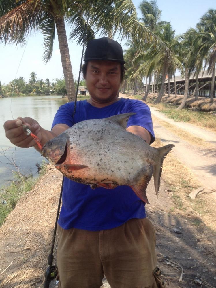 ตำนานใบหลิวเกวลินกลับปลาช่อนฟาร์มไก่ไข่