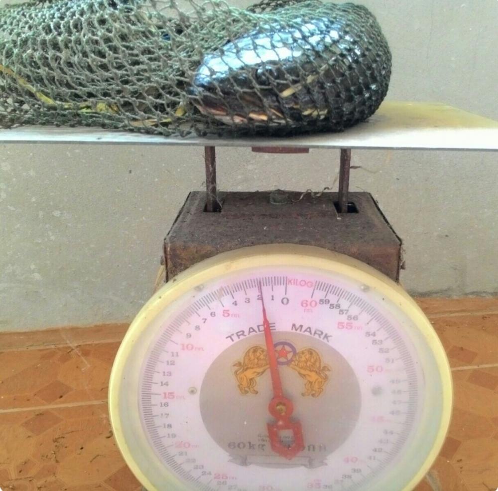 5 cm.=1.8 kg. (ที่นี่ @101) 