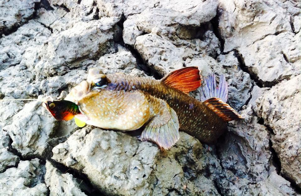 ปลากระจัง,ปลาตีนเขี้ยว(ชื่ออังกฤษ Giant mudskipper,Periophthalmodon Schlosseri)