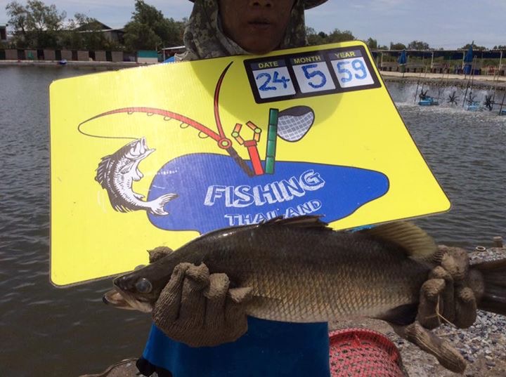 VIP FISHING ปล่อยกะพง 300 ไปเป็นเพื่อนเก๋าหมอ