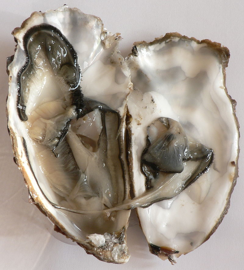 หอยนางรม หรือ หอยอีรม[1] มีชื่อสามัญ คือ Oyster หอยนางรม 
