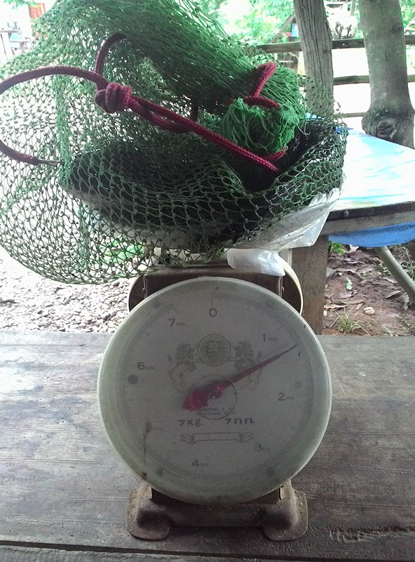 กบยางอิคคิว 3.5 cm (วันที่ 2)