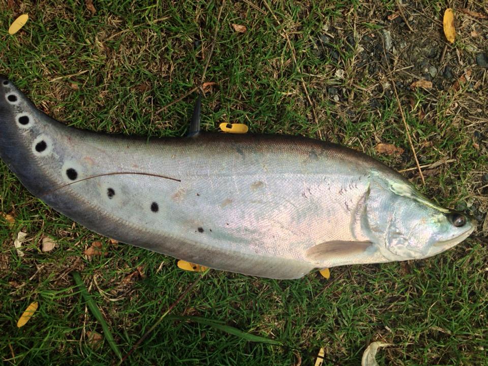 FISHING IN THAILAND